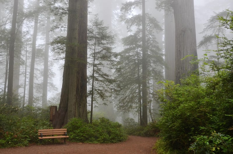 Redwood Forest, California