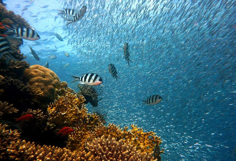 Deep Sea Exploration